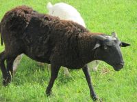 Schafe Mutterschaf Kamerun Dorper zu verkaufen Colditz - Zschadraß Vorschau
