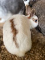 Zwerg Kaninchen Häsin Nordrhein-Westfalen - Nümbrecht Vorschau