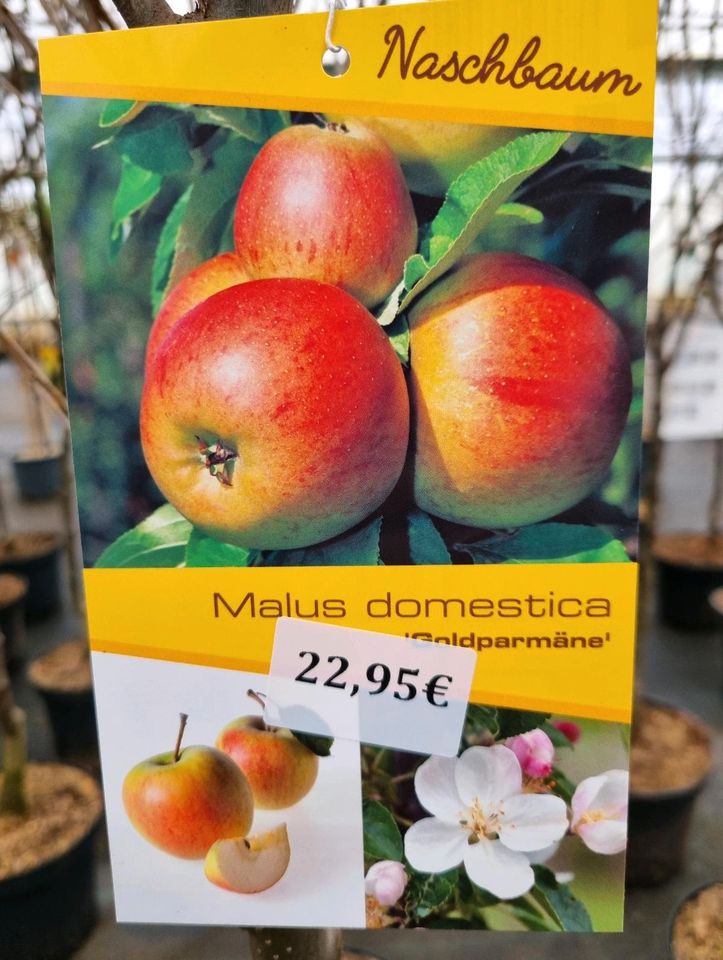 Verschiedene Apfelbäume im 7,5Liter Topf für 22,95€ (1,6m - 2,0m hoch) - Direkt vom Gärtner! in Bad Zwischenahn