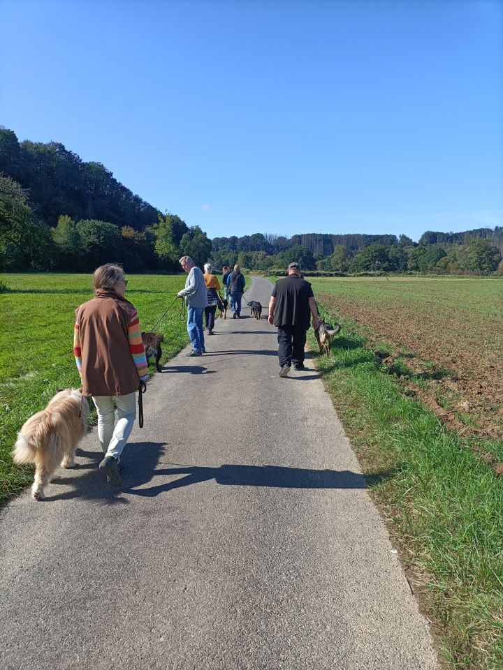 Dogwalk Hunde Lernspaziergang in Reichshof