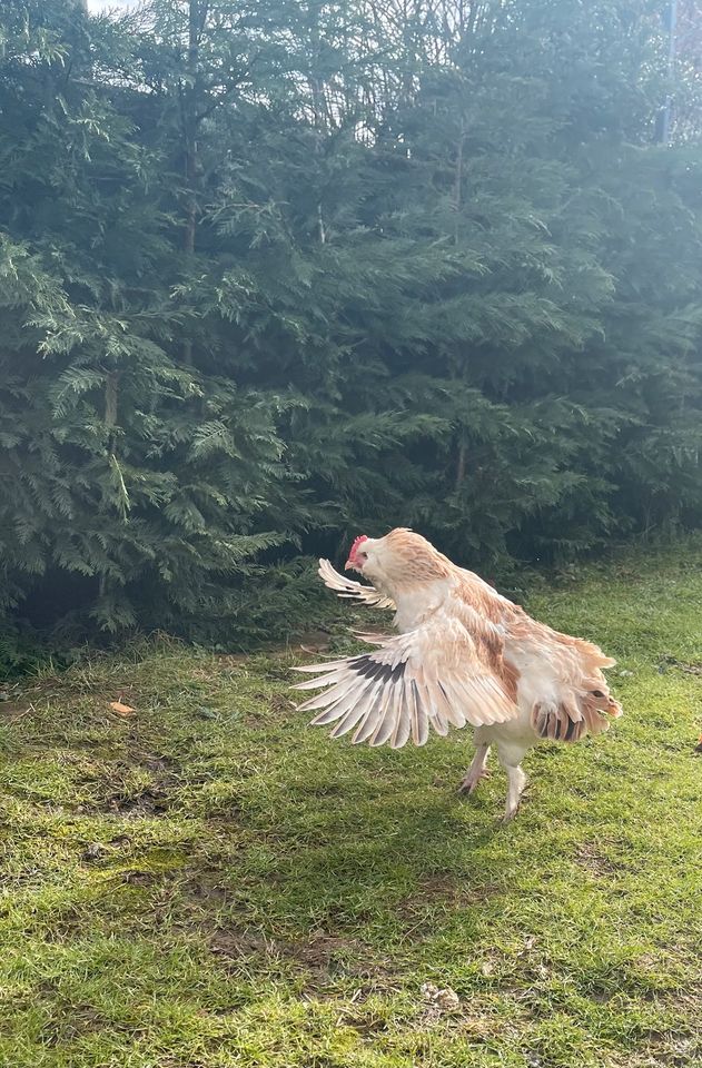 Frische Eier aus Hobbyhaltung in Rüthen