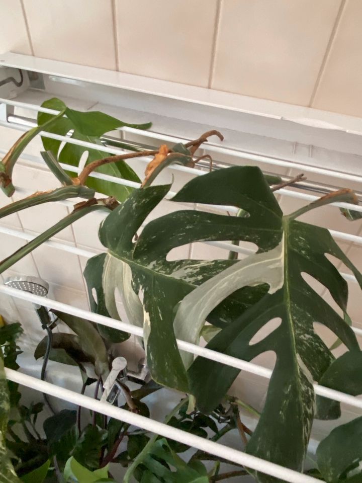 Monstera Variegata Stecklinge in Hannover