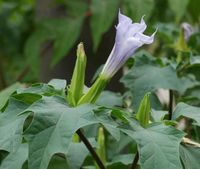 datura stramonium Samen • Gemeiner Stechapfel Sachsen - Lauta Vorschau