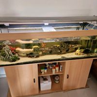 Aquarium mit Fischen Niedersachsen - Gifhorn Vorschau