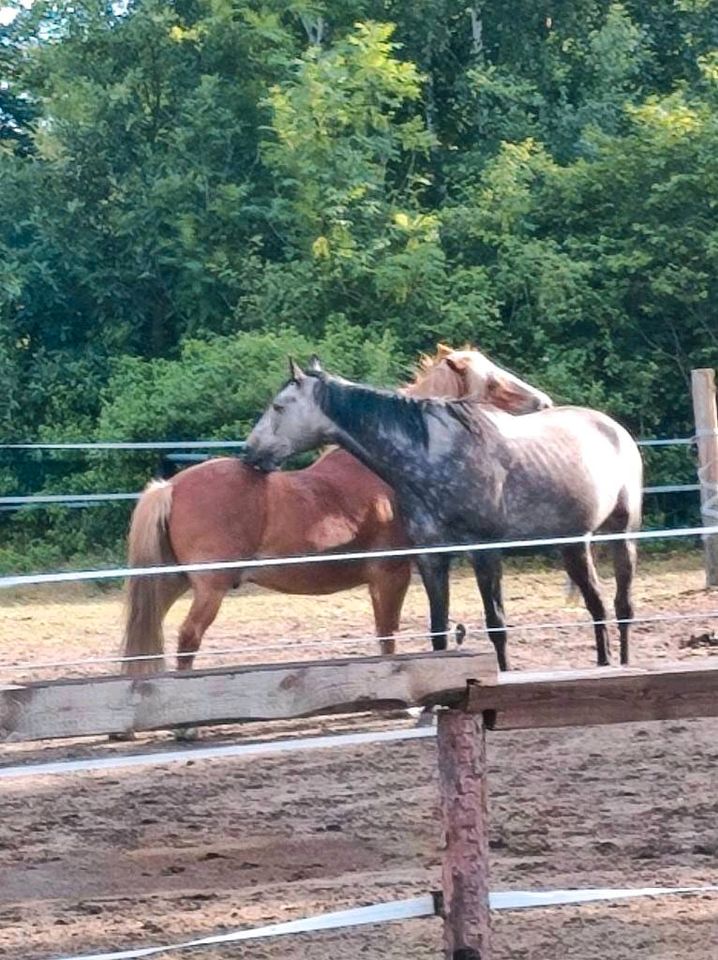 Offenstallplätze und Boxen frei! in Altlandsberg