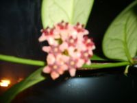 hoya lobbii lobi seidenblume wachsblume zimmerpflanze 53 cm Baden-Württemberg - Frickingen Vorschau