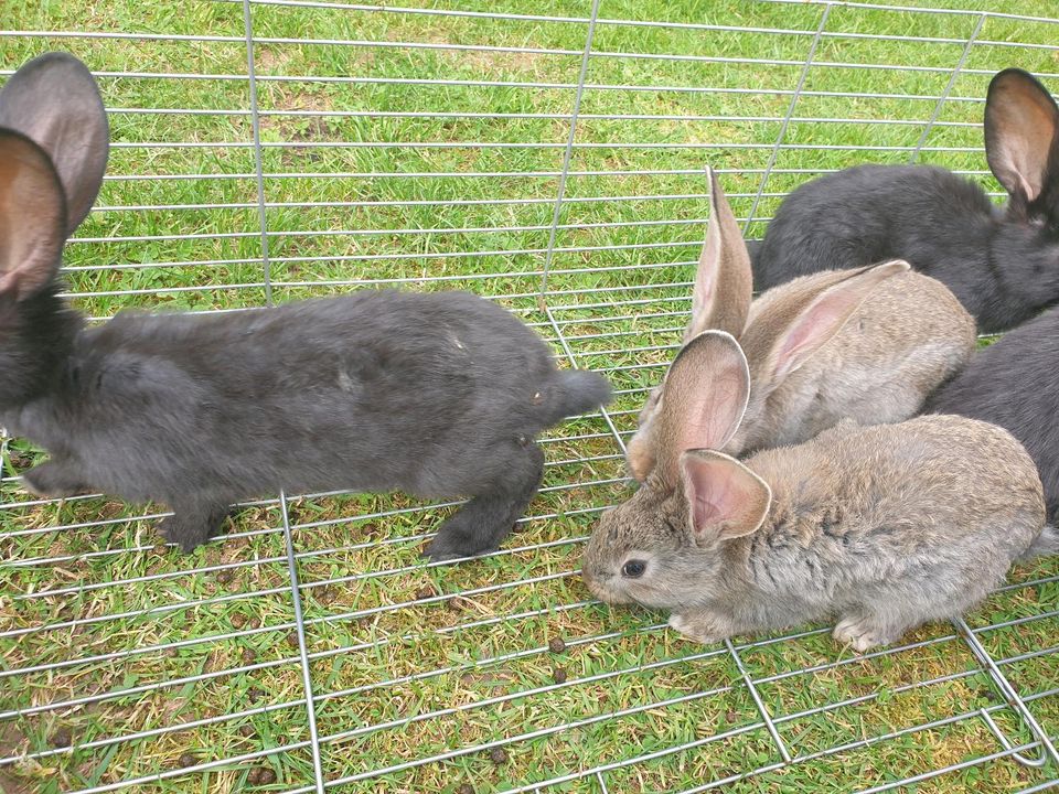 Deutsche Riesen Häschen zu verkaufen in Waldfriede bei Birkenfeld