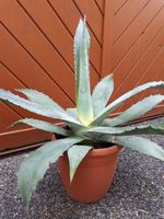 Agave Blau-Grün Thüringen - Mohlsdorf Vorschau