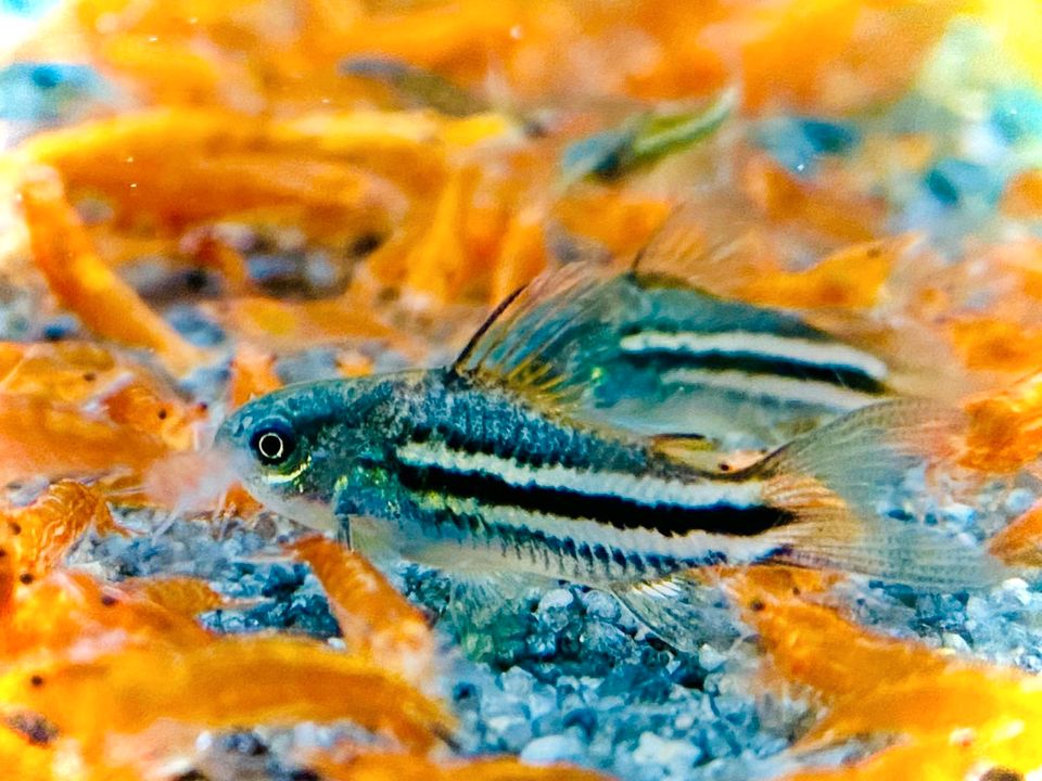 Corydoras Napoensis Napo kleiner Panzerwels - Wels in Bottrop