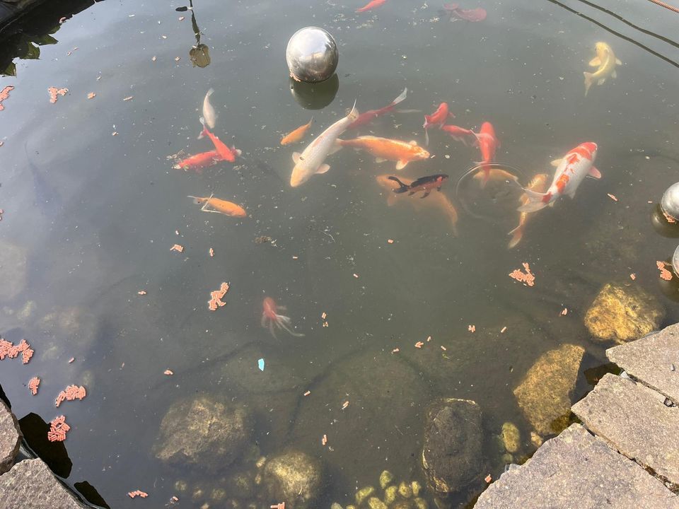 Koifische diverse Größen in Dornburg