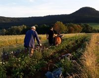 Pferdemist auch gelagert, Biodünger, Humus, Mist Baden-Württemberg - Deilingen Vorschau