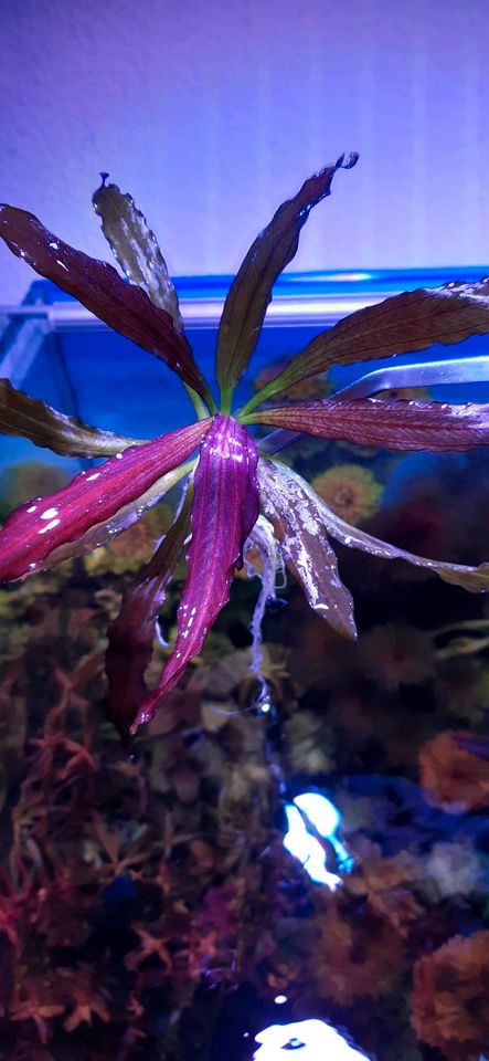 New ⭐❤ SP.  SOEKARNO ❤⭐ Rare Echinodorus Aquarium Bucephalandra in Freiburg im Breisgau