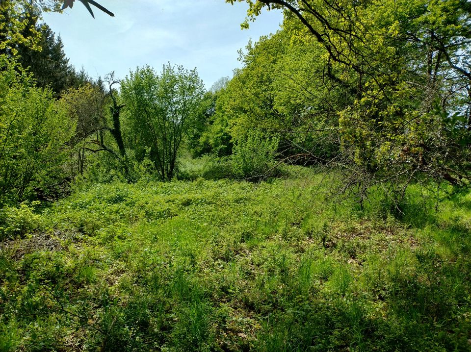 Wiesengelände bei Eußerthal in Kaiserslautern