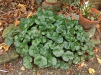 Asarum europaeum Heimische Haselwurz Wildstaude Niedersachsen - Schapen Vorschau