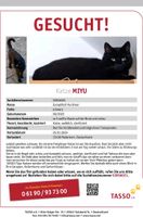 Schwarze Katze Miyu vermisst 33100 Paderborn Nordrhein-Westfalen - Paderborn Vorschau