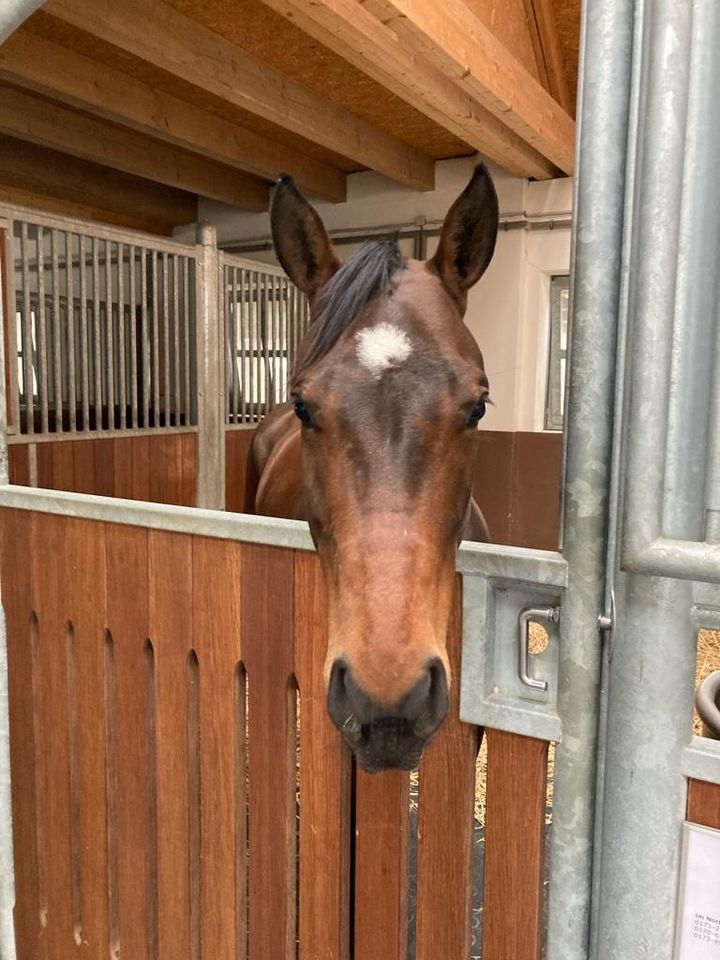 Stallhilfe in Burscheid