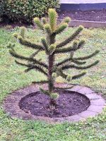 Affenbaum Chilenische Araukarie (Araucaria araucana) Hessen - Hanau Vorschau