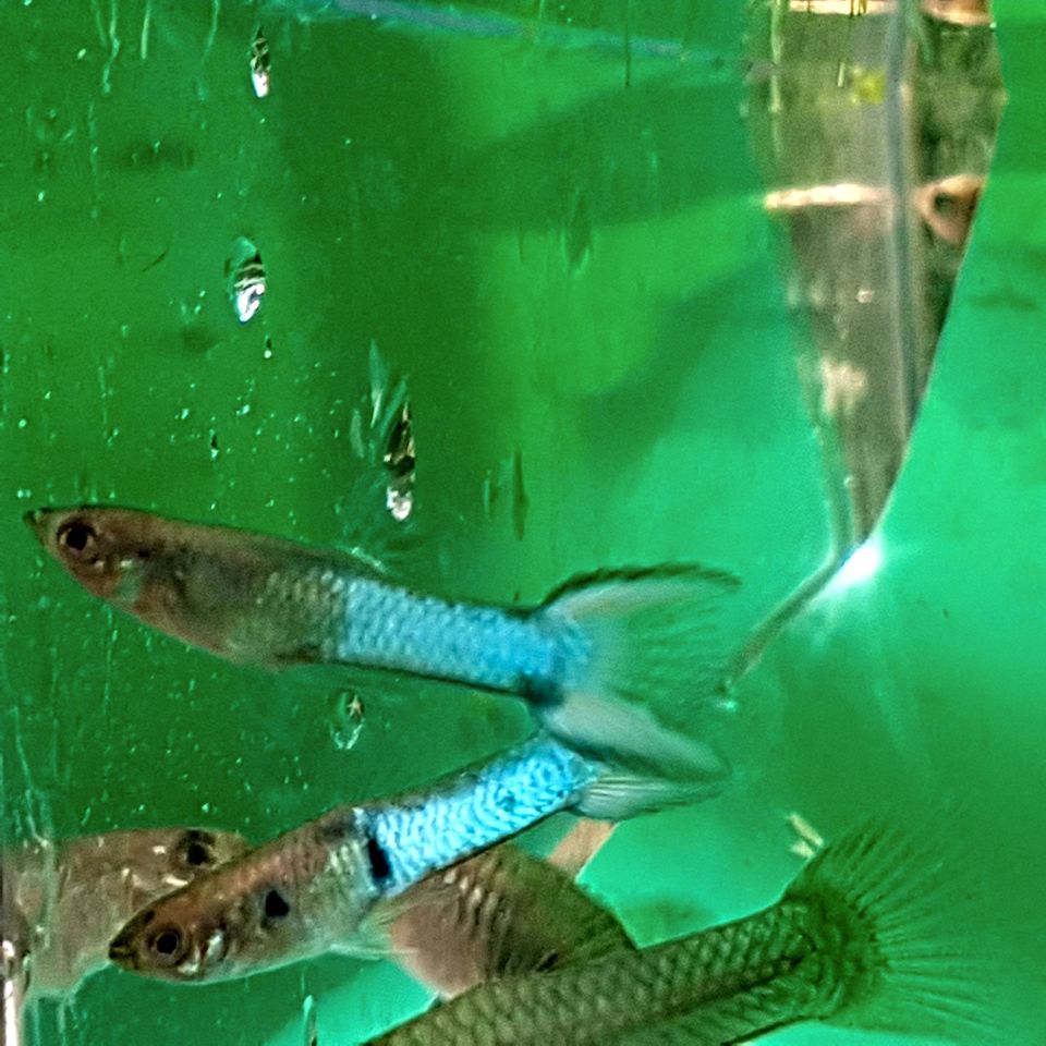 Japan blau Guppys Endler Guppys Bd frei Guppy Fische Aquarium Gup in Heilbad Heiligenstadt