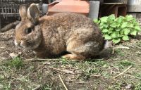 Hase Kaninchen Rammler Fellfarbe Kastanienbraun - Wildfarben Bayern - Waffenbrunn Vorschau