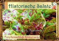 Forellenschluss Römer Salat,Alte Sorte,Samen,Tulpenstolz Eimsbüttel - Hamburg Schnelsen Vorschau