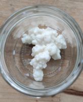 Kefir Milchkefir Kefirpilz Berlin - Lichtenberg Vorschau