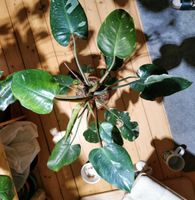 Große Philodendron white princess (100 cm) Hannover - Mitte Vorschau