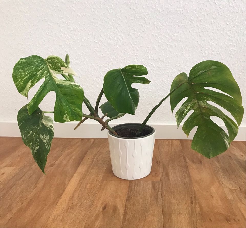 Monstera Variegata in Hannover