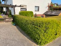 Gartenpflege / Gartenarbeit / Grünschnitt Hessen - Fuldabrück Vorschau