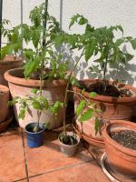 Tomatenpflanzen Bio Hessen - Langenselbold Vorschau