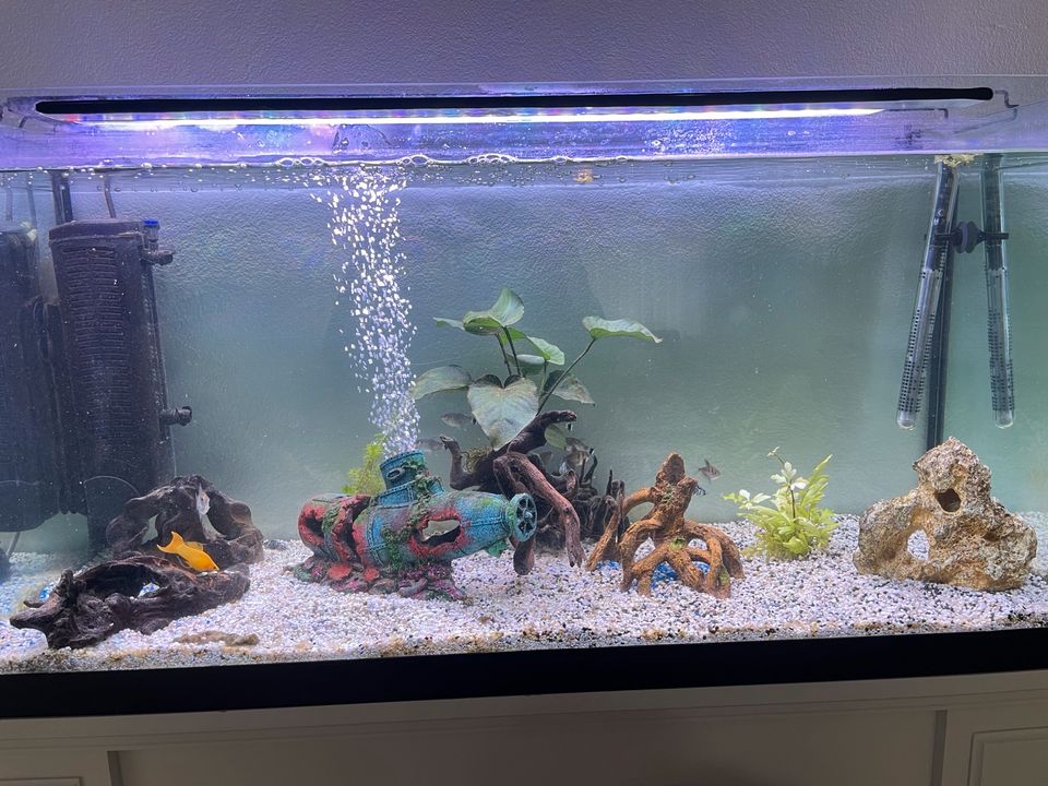 Aquarium 200l inkl. Alle Zubehör zu verkaufen in Bad Lippspringe