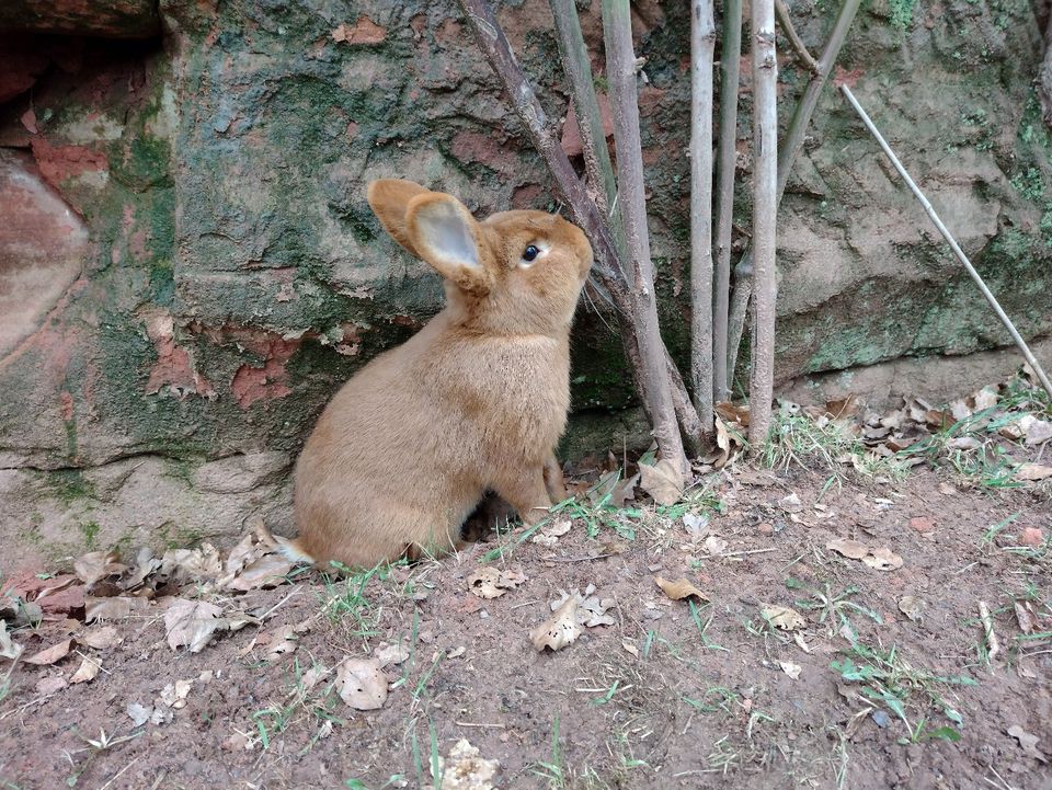 Kaninchen roter Neuseeländer in Weselberg