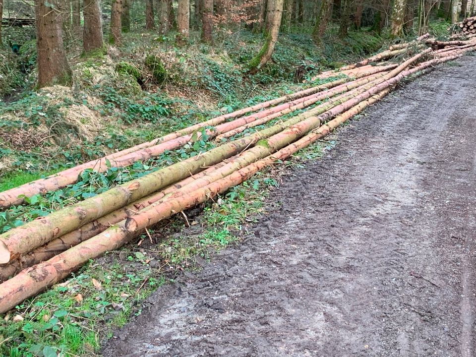 Brennholz Fichte in Ummendorf