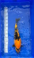 Japan Koi Ki Utsuri 44 cm Nordrhein-Westfalen - Brühl Vorschau