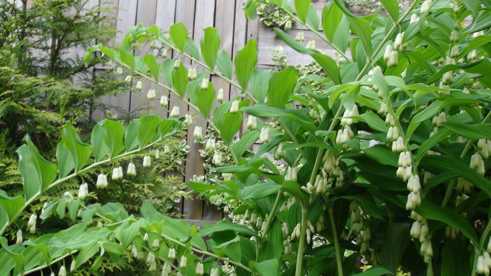 Salomonssiegel Weißwurz winterharte Gartenpflanzen Sichtschutz in Steina