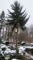 Baumpflege SKT Gartenpflege Entsorgung Häckseln Forst Fällung Sachsen - Ehrenfriedersdorf Vorschau