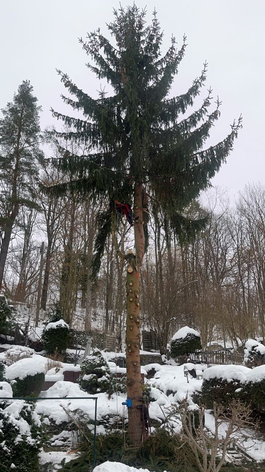 Baumpflege SKT Gartenpflege Entsorgung Häckseln Forst Fällung in Ehrenfriedersdorf