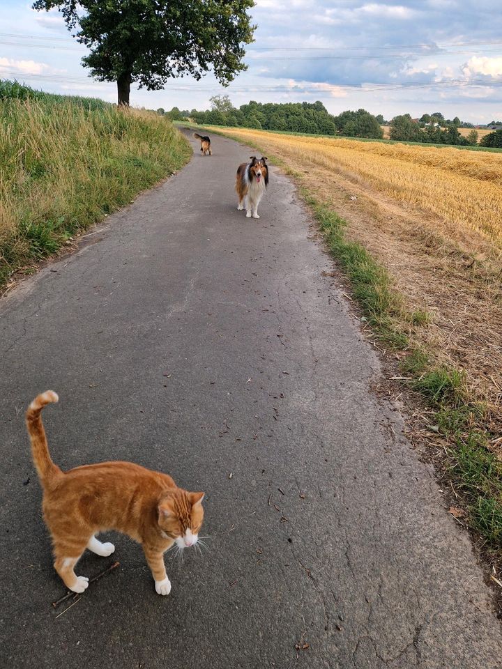 Rotgetigerter Kater mit weißen Abzeichen in Hüllhorst