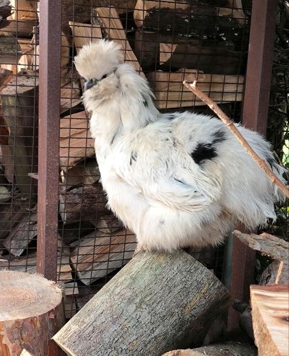 BE Zwergseidenhühner/ Zwerg Seidenhuhn in Märkisch Luch