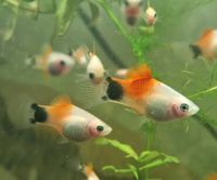 Platy "White Red Top Micky Mouse" - Xiphophorus maculatus Nordrhein-Westfalen - Leverkusen Vorschau