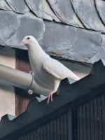 Tauben zu verkaufen Nordrhein-Westfalen - Neunkirchen Siegerland Vorschau