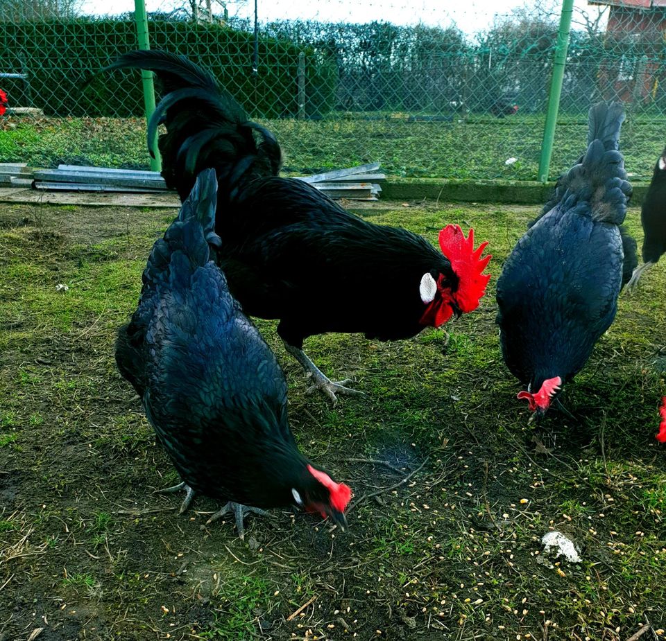 Französischen Barbezieux XXL Eier Leger hatching egs in Sendenhorst