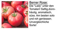 Tomatenpflanzen abzugeben ( meist alte Sorten ) Hessen - Fronhausen Vorschau