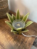 Scentsy Elektrische Duftlampe Aloe Vera Saarbrücken-West - Burbach Vorschau