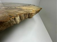 versteinertes Holz | Gigant Baumscheibe | fossiles Holz Brandenburg - Schwedt (Oder) Vorschau