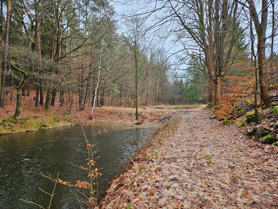 Idyllisch gelegenes Wald- und Teichgrundstück bei Leuchtenberg zu verkaufen in Leuchtenberg