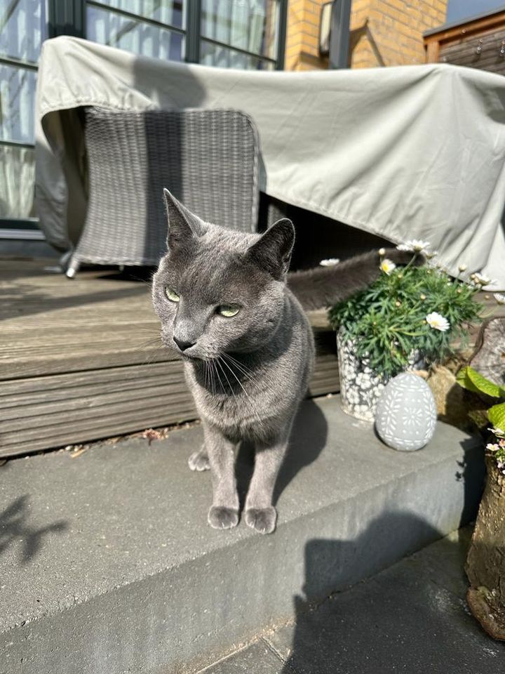 Vermisst!! Finderlohn- - Kater- Russisch Blau- in Leipzig