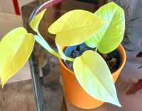 Epipremnum Neon Pothos Aachen - Aachen-Laurensberg Vorschau