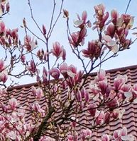 Magnolie - ausgewachsener Baum Bayern - Langweid am Lech Vorschau