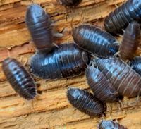 Porcellio laevis "black" Asseln Baden-Württemberg - Bötzingen Vorschau