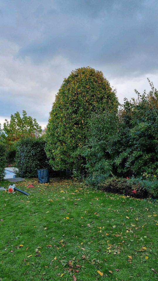 Heckenschnitt Hecke Schneiden Baumfällung Gartenpflege Rasenmähen in Bonn